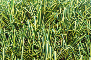Background of a fragment of leaves and stems of a green flowering bush in the park