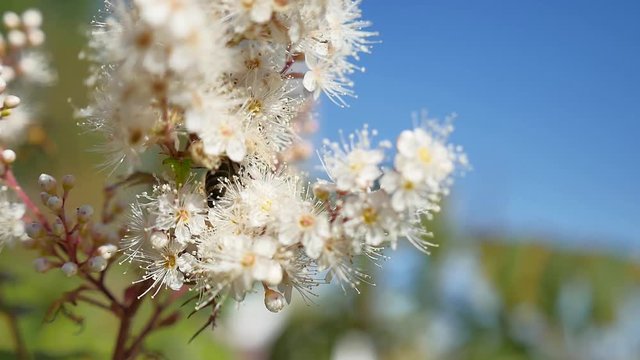 A honey bee in mid-flight collecting nectar from a spring branch tree blossom nature landscape