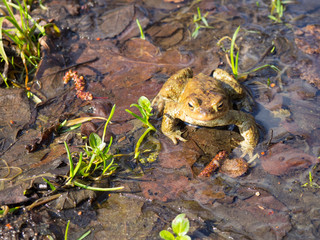 a frog in early spring sitting in a puddle to the end not awake after the winter's hibernation
