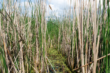 Podiceps cristatus. Nest Habitat of Great Crested Grebe. Landscape.