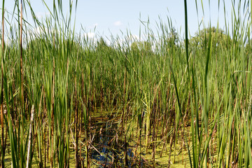 Podiceps cristatus. Nest Habitat of Great Crested Grebe. Landscape.