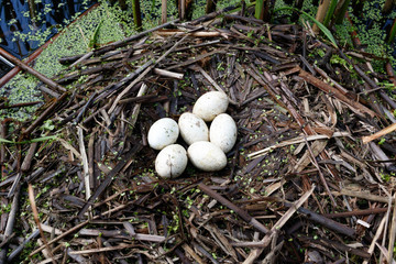 Podiceps cristatus. The nest of the Great Crested Grebe in nature.