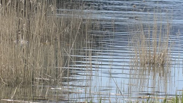 i suoni del biotopo 5