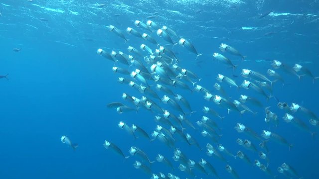 Shoal of Indian mackerel ram feeding on macroplankton near the coral reef. 4K ultra hd 2160p video footage