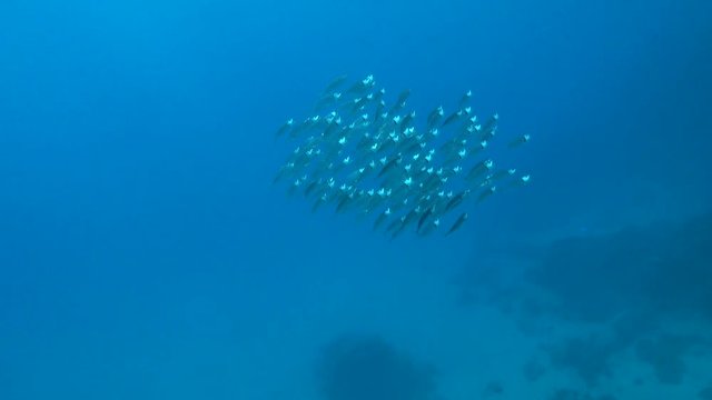 School of Indian mackerel ram feeding on macroplankton near the coral reef. 4K ultra hd 2160p video footage