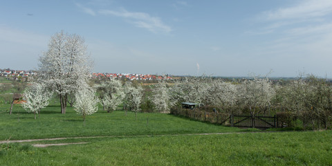 Apfelbaumblüten