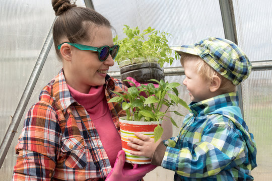 Charming peasant woman with son is posing in greenhouse with vegetable seedlings. Box with fresh salads of green pepper, tomatoes, eggplant. Sunglasses, pink rubber gloves, yellow garden watering can