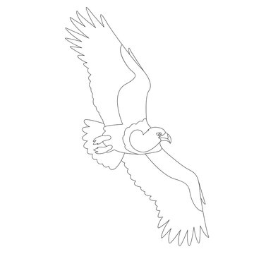  bird eagle  vector illustration  profile side  coloring