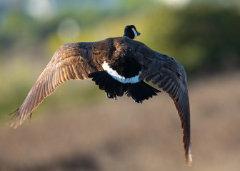 Close view of a Canada goose, seen flying over a North California marsh