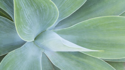 Abstract view of a cactus plant