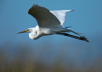 Great egret flying in the wild in North California