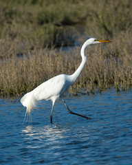 Great egret the wild in a North California marsh