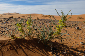 YELLOW FLOWER SERVIVE IN SAHARA DESERT AMONG SCARAB TRACES AND COBALT STONES. MARCH 2018. MERZOUGA...