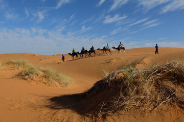 Fototapeta na wymiar CARAVAN OF CAMELS GOING IN THE SAHARA DESERT. MARCH 2018. MERZOUGA. MOROCCO