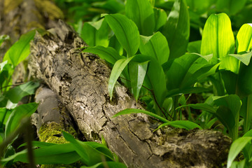 wild garlic leaves
