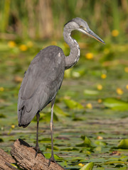 Grey Heron, Ardea cinerea, hunting in river, Aljucen River, Extremadura, Spain