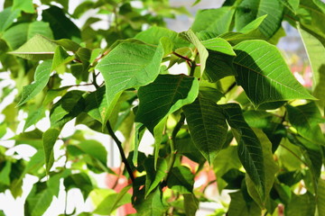 Leaves of a houseplant. Lighting is sunlight from the left and from above.
