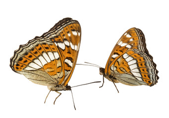 Fototapeta premium Dwa motyle wstęgowe topolovy (łac. Limenitis populi) - motyle dzienne z rodziny nimfalidów na białym tle izolowane