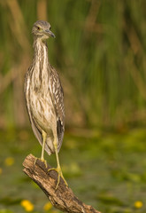 inmature Black-crowned Night Heron (Nycticorax nycticorax)  perched in a branch fishing