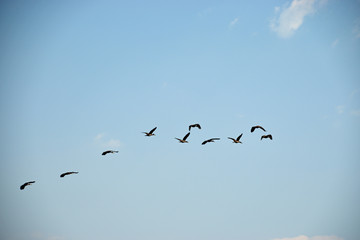 Birds in flight