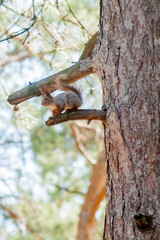 Red Squirrel sitting on a moss covered tree stump