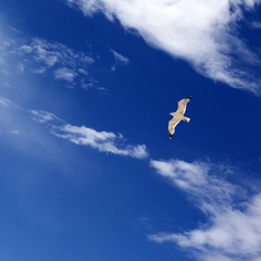 Seagull hover in blue sky with sunlight clouds