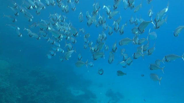 School of Indian mackerel ram feeding on macroplankton. 4K ultra hd 2160p video clip