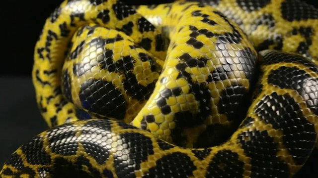 Crawling in knot yellow snake