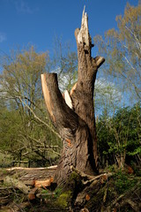 gef&auml;llter Baum nach Blitzeinschlag 