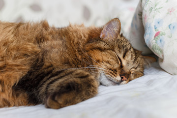 Obraz na płótnie Canvas tiger cat sleeping in bed