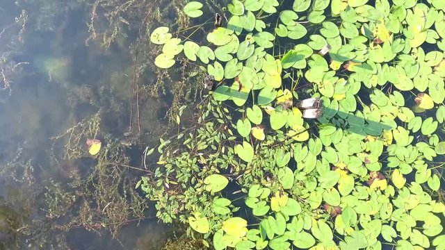 Aerial video Top view of the river with reeds. Sapanca lake in Turkey, Old wooden pier with lake and lotus 