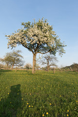 Fototapeta na wymiar Apfelbaumblüten