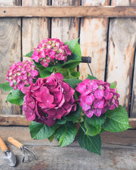 Purple hydrangea in a vintage pot with garden instruments