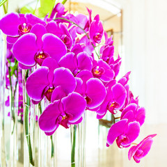 Bright pink Phalaenopsis Orchid flower