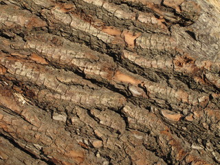 tree texture background
