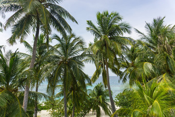 Fototapeta na wymiar Palm trees on exotic island in Maldives