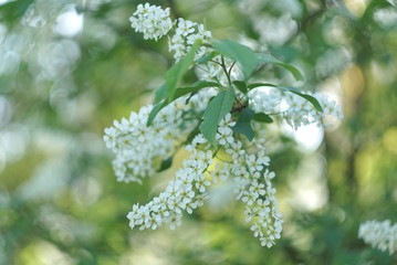 Beautiful Spring Blossoming Bird Cherry Tree