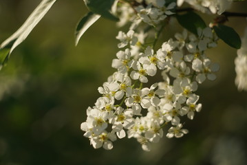 Beautiful Spring Blossoming Bird Cherry Tree