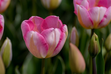 Skagit Valley Tulips 4525