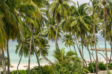 Fototapeta na wymiar Palm trees on the white sand beach of Maafushi