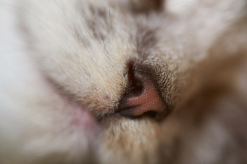 Brown cat nose