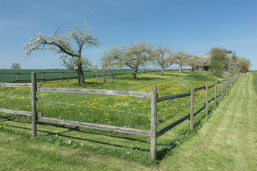 Apfelbaumblüten