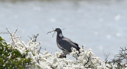 gołąb zbiera patyki na gniazdo na tle kwitnącego drzewa © agnieszkalll