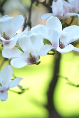 Fototapeta na wymiar magnolia flowers during a sunny day