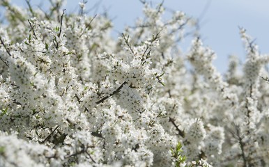 kwitnące wiśnie © agnieszkalll