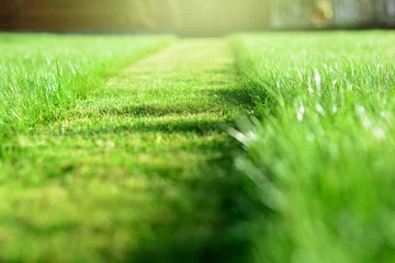 Fotobehang het gras maaien. Een perspectief van groen gras gesneden strip. Selectieve focus © CharMoment