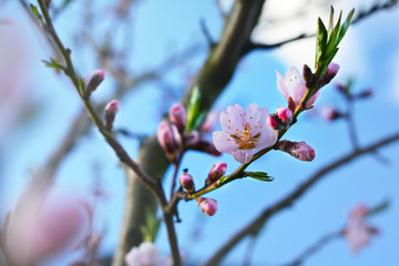 tree blossoms on sunny spring day