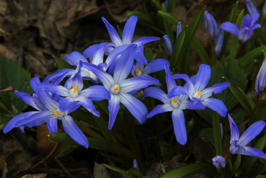 Blue crocuses in sunny day