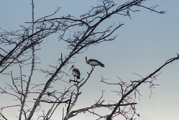 Aves en el &aacute;rbol