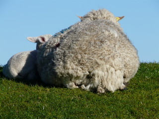 Schaf mit Lamm